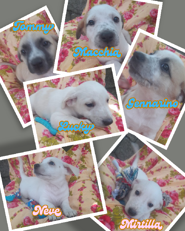 🐾 Sei Piccoli Cuori In Cerca Di Futuro 🐾